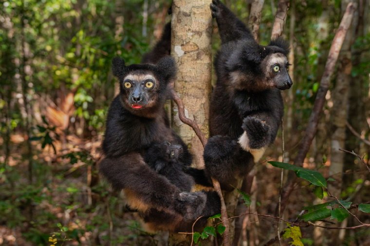 090 Palmarium Reservaat, indri.jpg